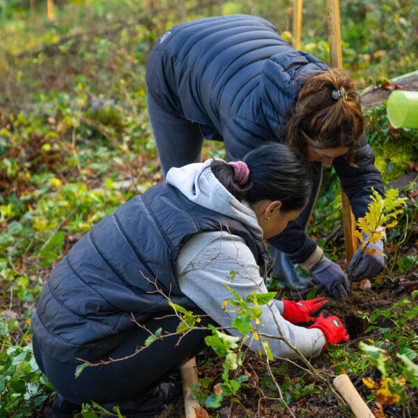 Zwei Personen pflanzen an einem xeit-Baumpflanztag einen jungen Baum