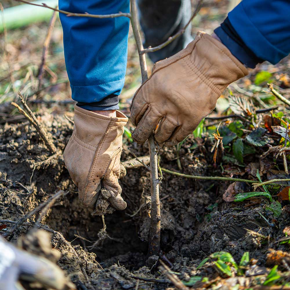 Bäume pflanzen – gemeinsam für den Klimaschutz