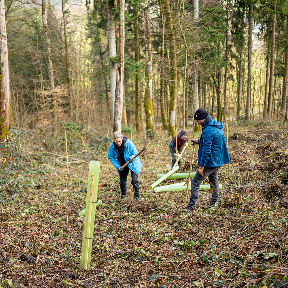 Bäume pflanzen – gemeinsam für den Klimaschutz