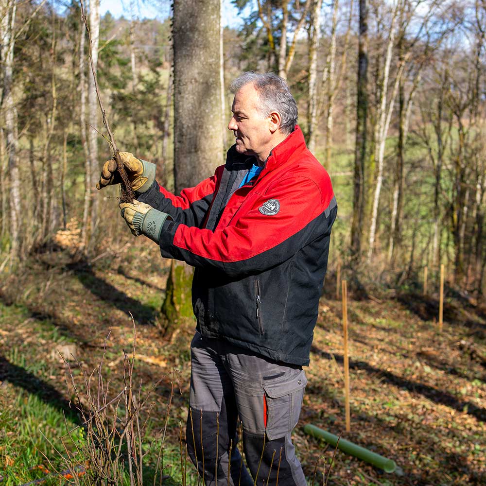 Bäume pflanzen – gemeinsam für den Klimaschutz